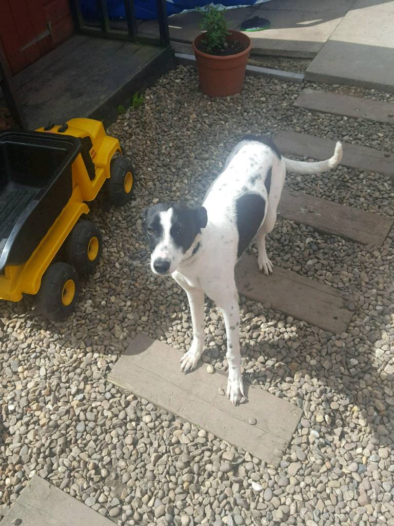 Whippet lucher x dog free to good home in Derby, Derbyshire Gumtree