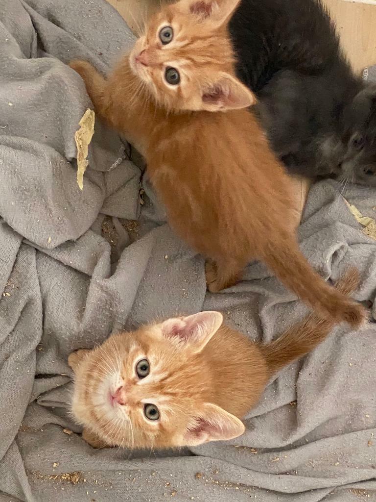 Ginger male kittens available now in Luton, Bedfordshire Gumtree