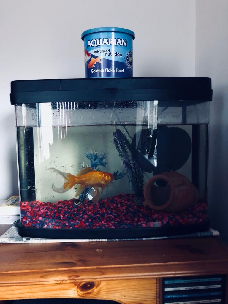 GOLDFISH + FISH TANK + ACCESSORIES in ShorehambySea, West Sussex