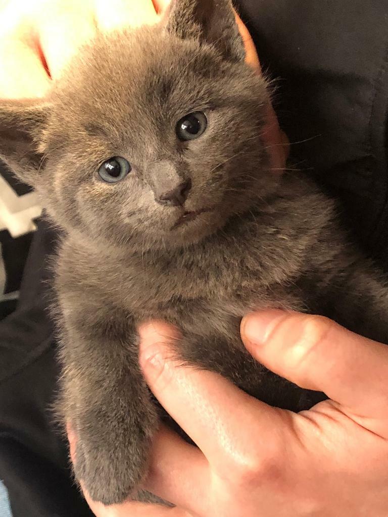 8 WEEK OLD BENGAL CROSS KITTENS | in Harrow, London | Gumtree