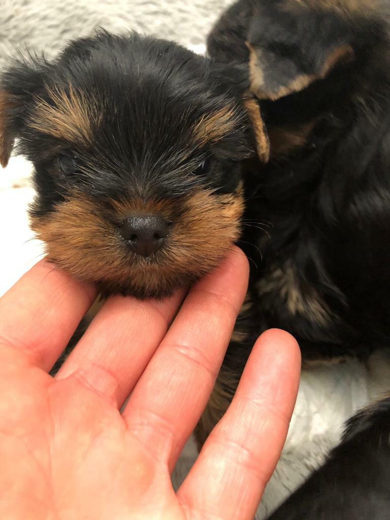 Miniature Yorkshire terriers in Kennington, Kent Gumtree