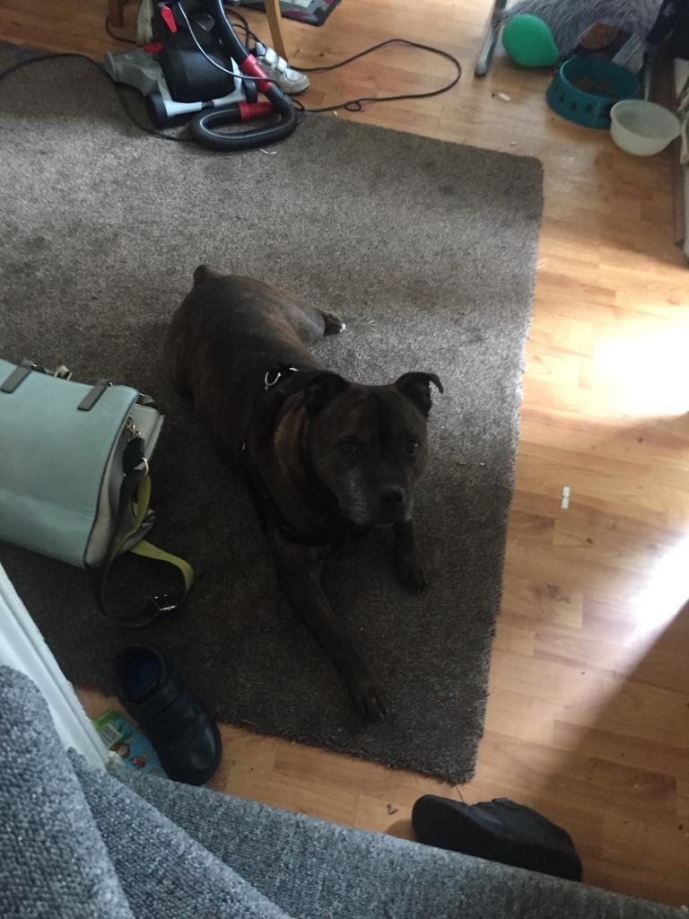 Dog for sale in Bettws, Newport Gumtree