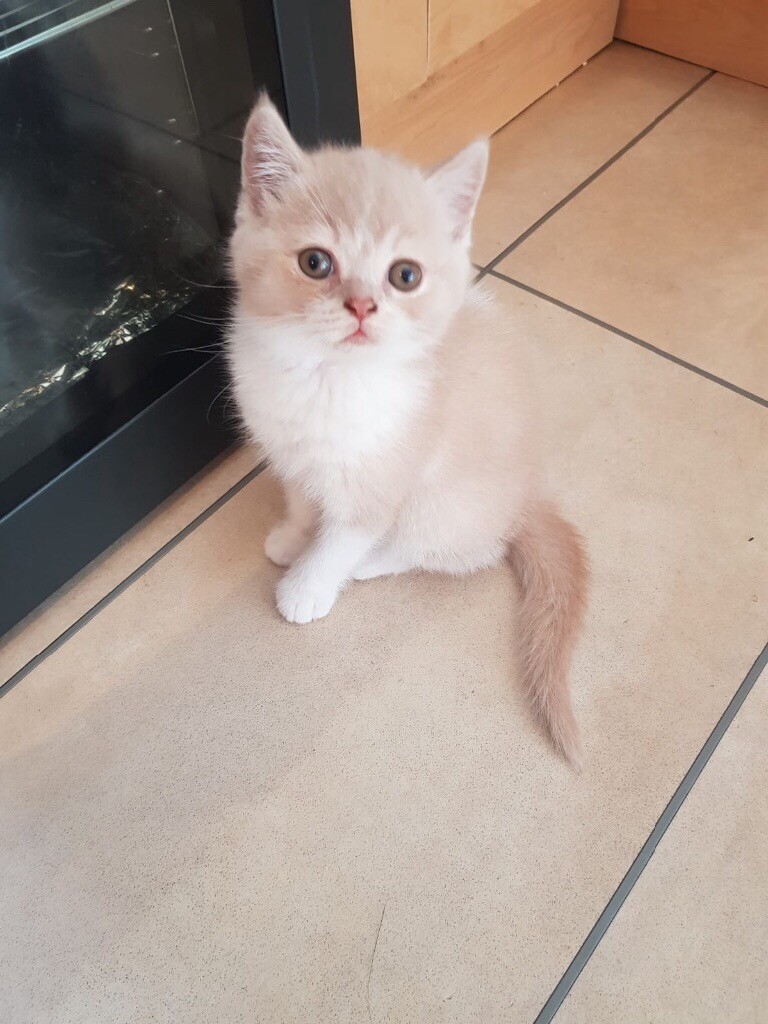 British Shorthair Cream And White Kitten In Bridgend Gumtree