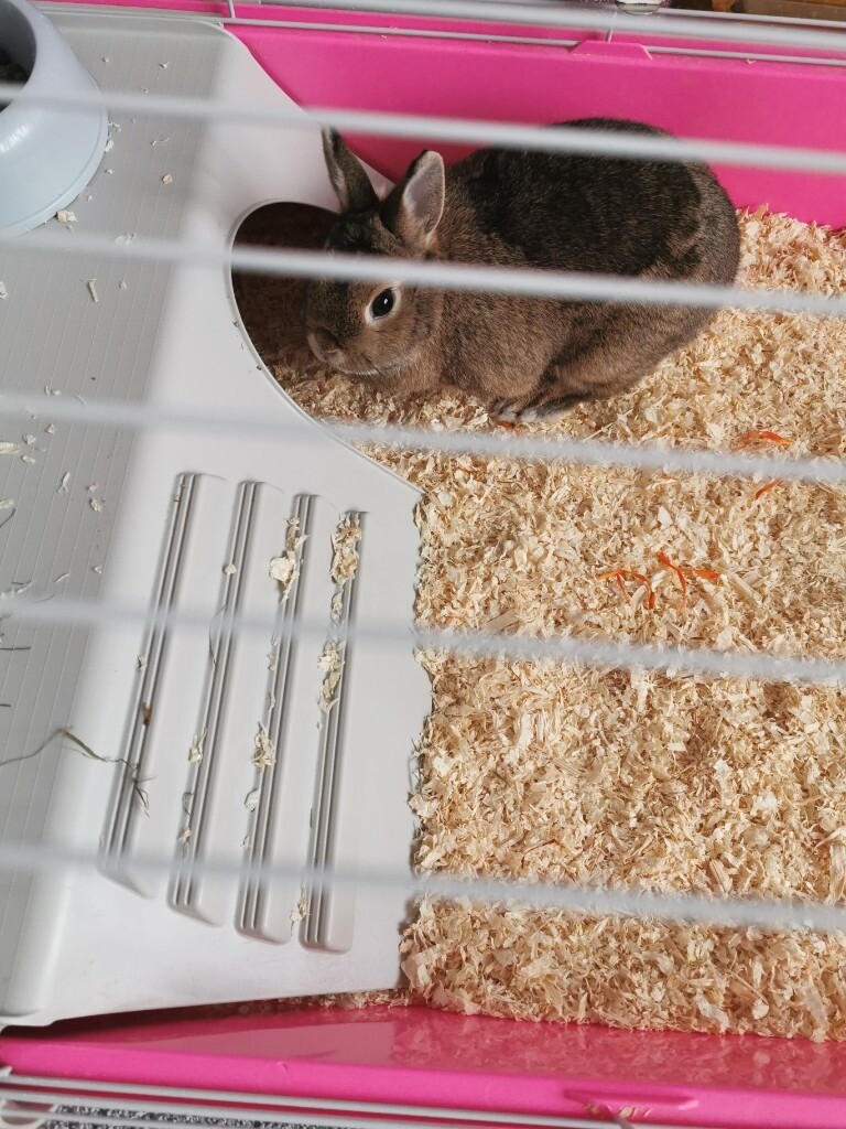 Netherlands dwarf rabbit and cage etc in StokeonTrent
