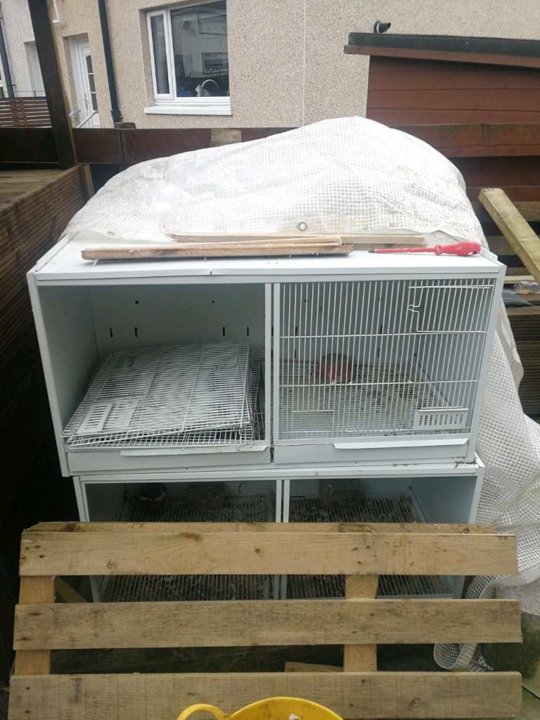 Breeding cages in East End, Glasgow Gumtree