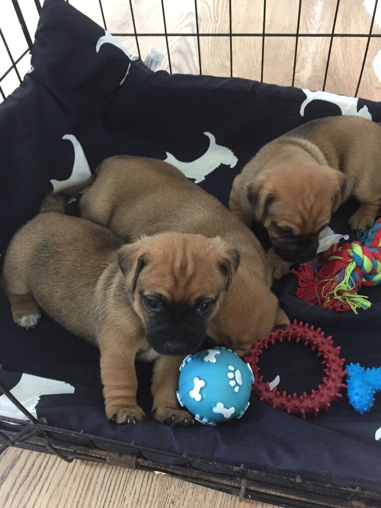 Beautiful Jug puppies for sale in Llanelli, Carmarthenshire Gumtree