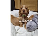 Cocker spaniel puppies for sale 