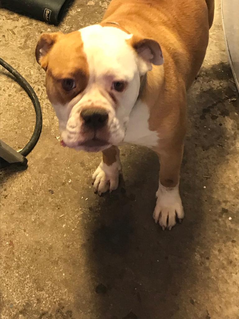 Old tyme English bulldogxsaluki in Fraserburgh, Aberdeenshire Gumtree