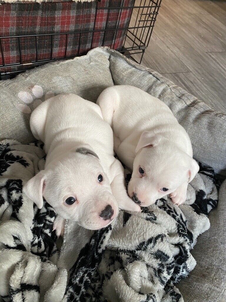 PURE WHITE STAFFY PUPPIES in Armagh, County Armagh Gumtree