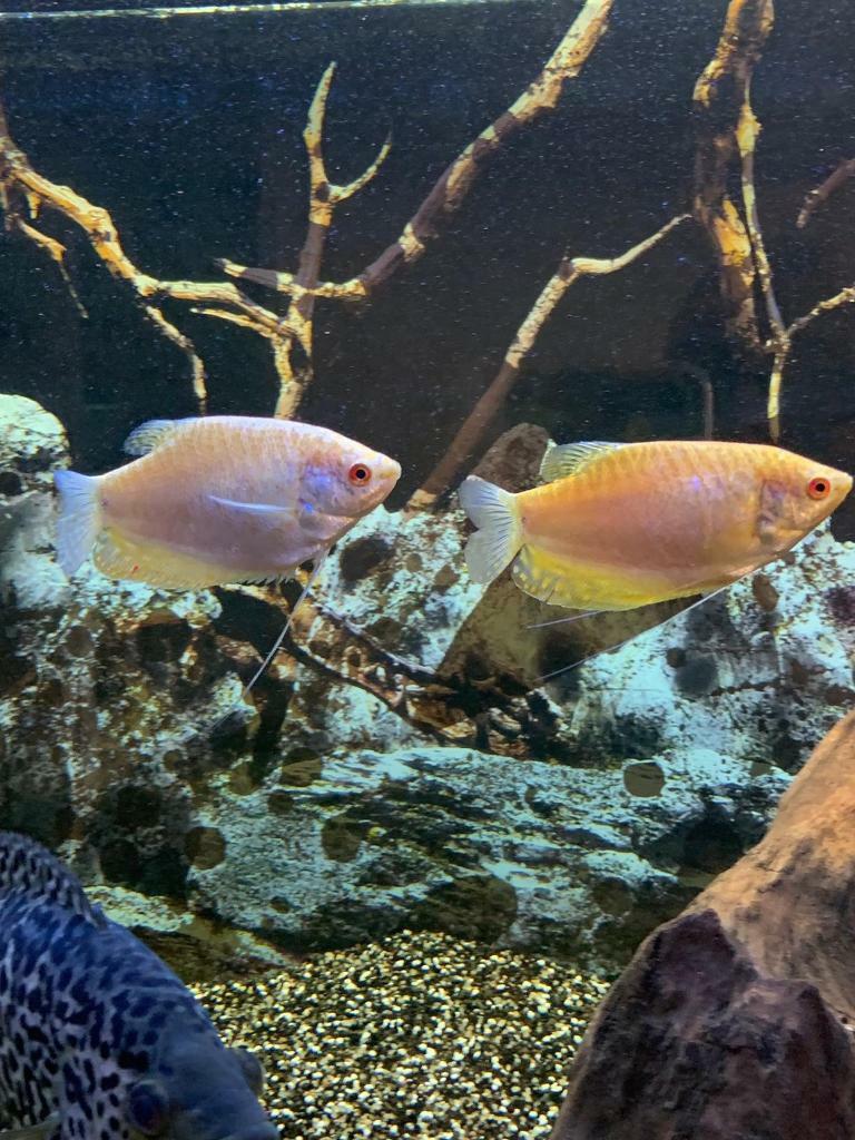 Tropical fish for sale in Ferry Road, Edinburgh Gumtree