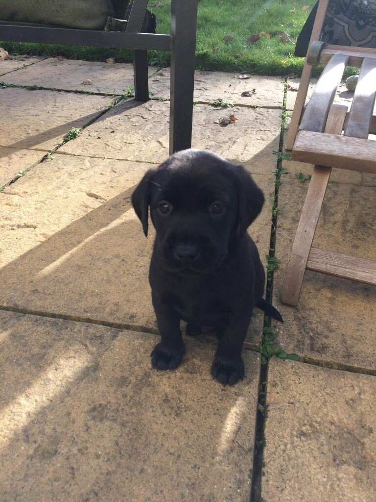 Labrador puppies for sale yellow and black in Attleborough, Norfolk