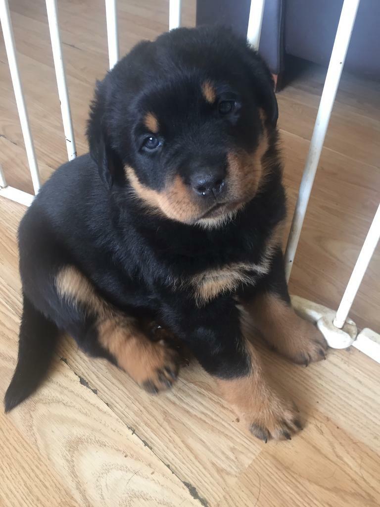Rottweiler puppy female in Easington Lane, Tyne and Wear Gumtree