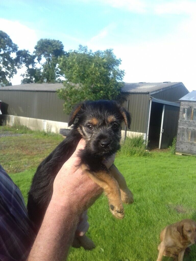 Border x lakeland terrier pups for sale | in Ayr, South ...