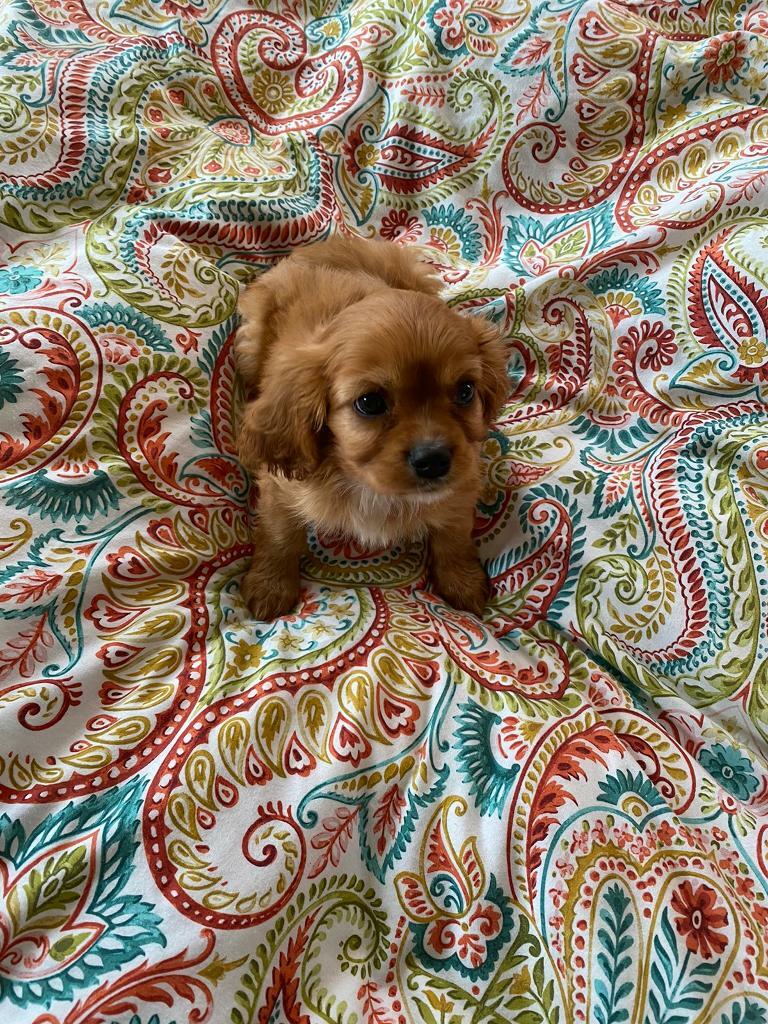 Cavalier King Charles Spaniels KC Registered in 