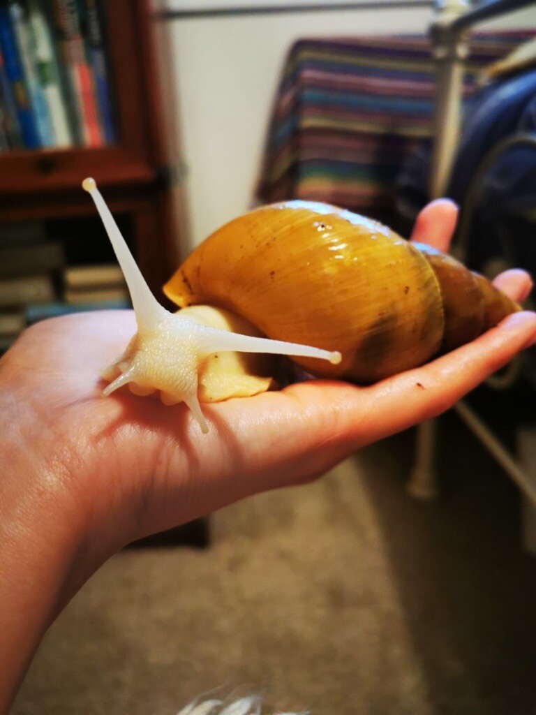 Albino Giant African Land Snail Baby in Gatehouse of Fleet, Dumfries and Galloway Gumtree