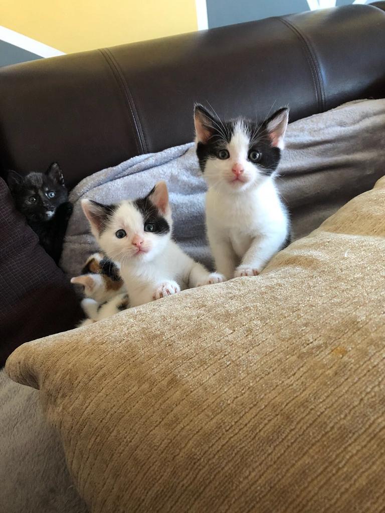 Kittens in Norwich, Norfolk Gumtree