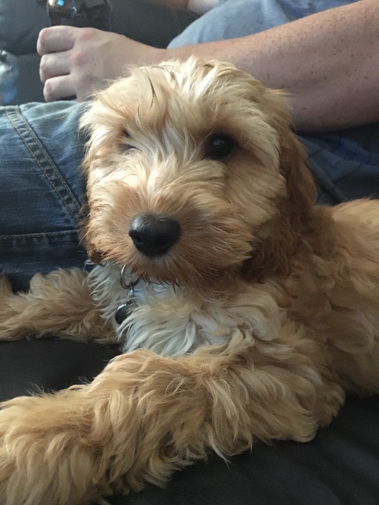 Apricot Cockapoo 12 weeks Fully Vaccinated and Microchipped in