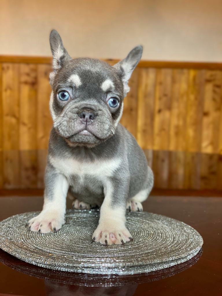 Stunning Lilac And Tan French Bulldog Puppy In Kings Heath West Midlands Gumtree