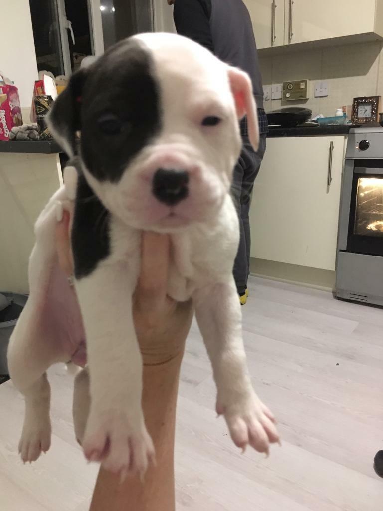 New English bulldog x staff puppy in Romiley, Manchester Gumtree