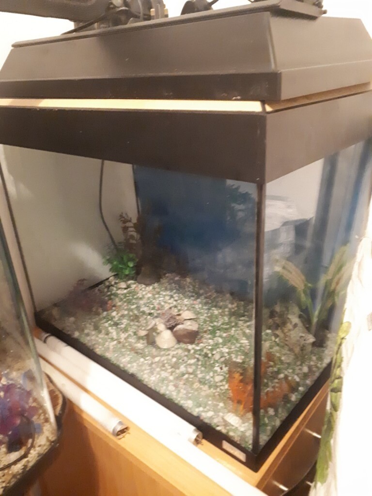 100 litre fish tank in Plymouth, Devon Gumtree