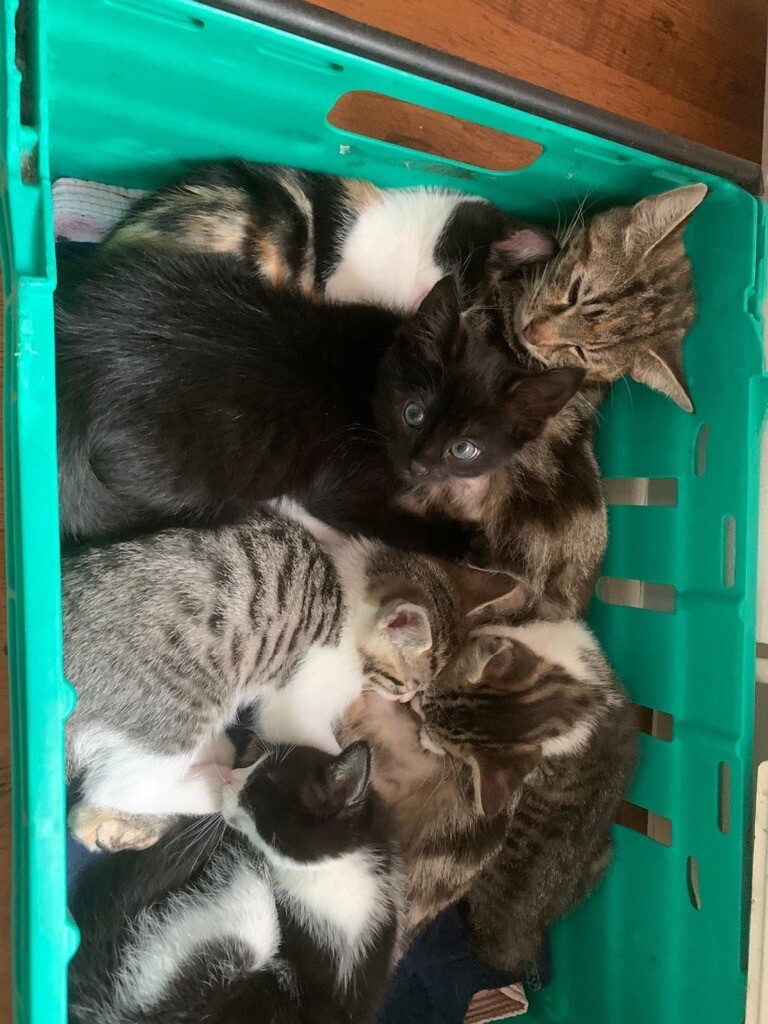 Kittens For Sale In Notting Hill London Gumtree