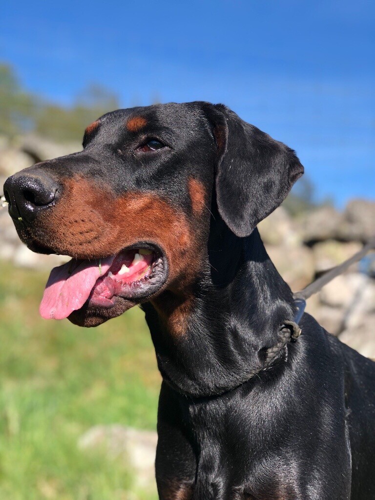 Doberman pups kc reg in Aboyne, Aberdeenshire Gumtree