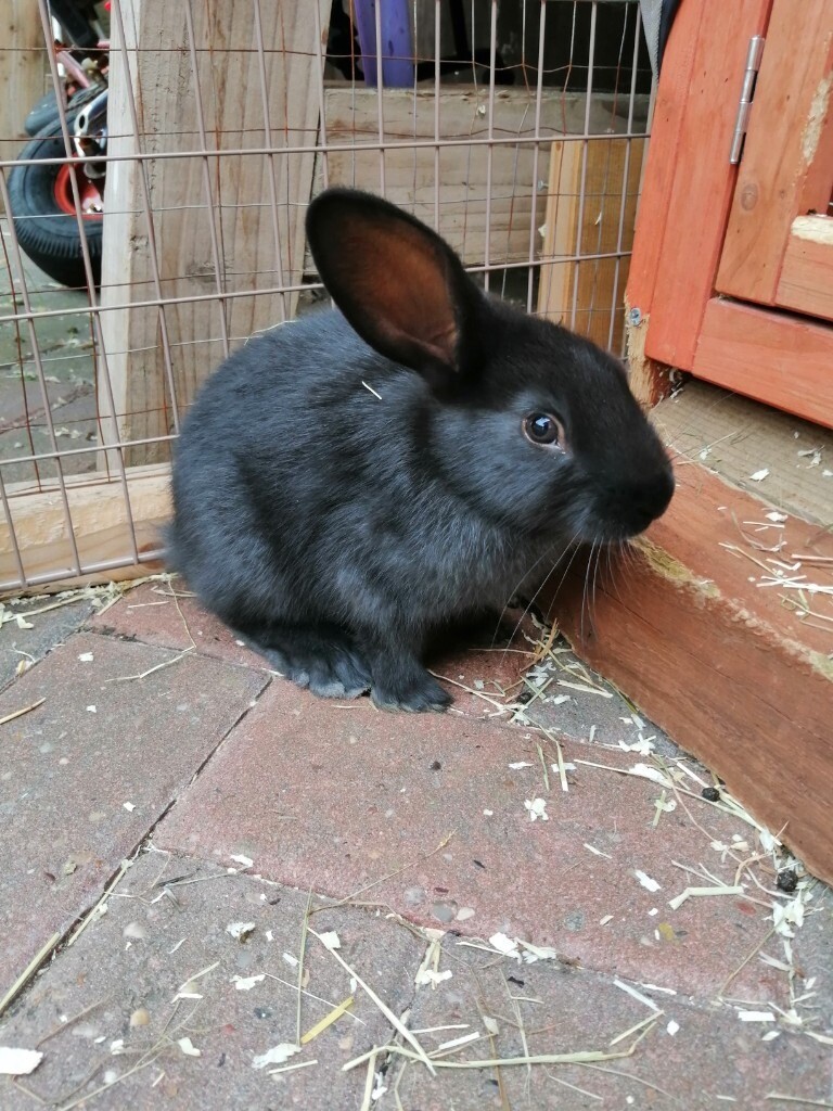 Baby Flemish giant cross Rex rabbits in Nuneaton, Warwickshire Gumtree