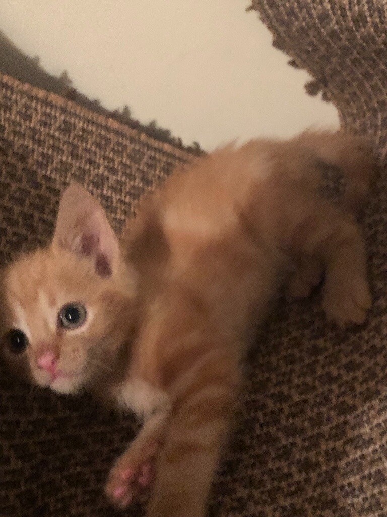 Ginger kitten in Tiverton, Devon Gumtree