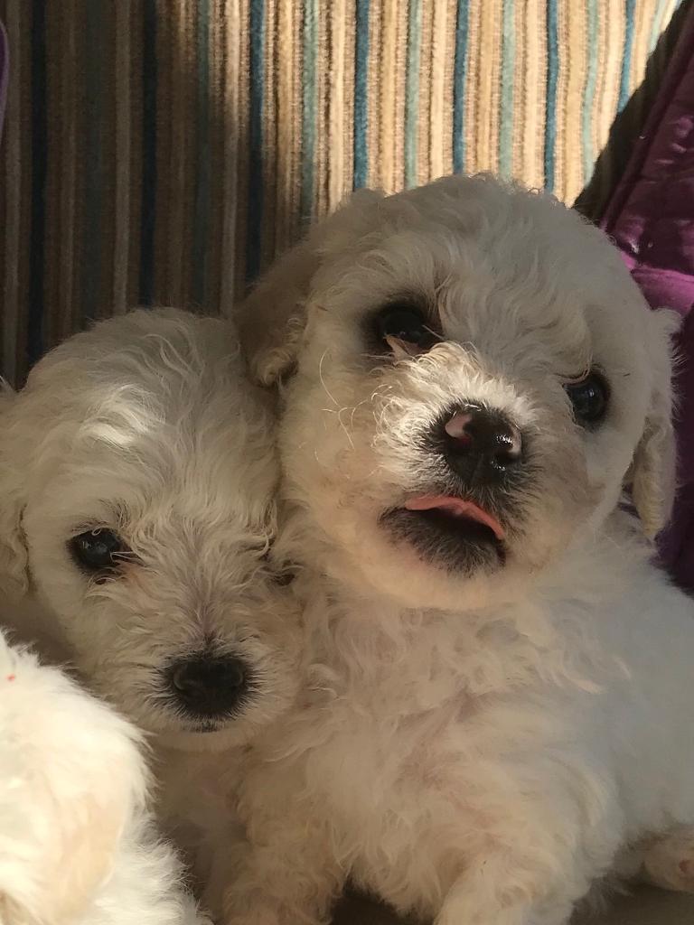 Bichon frise male puppies for sale in BerwickuponTweed, Northumberland Gumtree