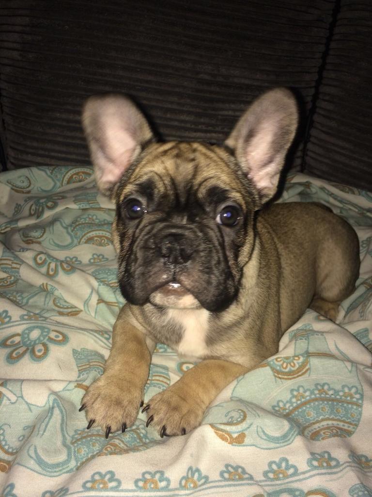 CHOCOLATE FAWN FRENCH BULLDOG in Butetown, Cardiff Gumtree