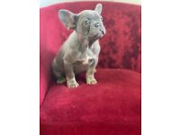French bulldog 9 beautiful puppies 7 fluffy and isabella carriers and 2 full fluffy lilac and tan 