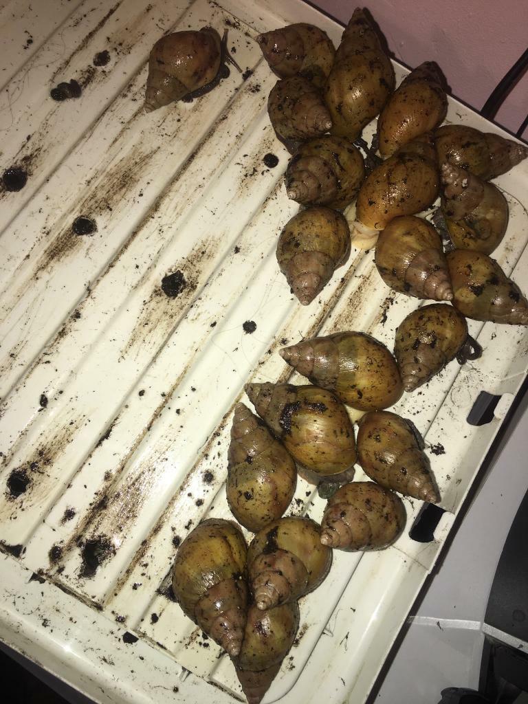 Giant African land snail Babies for sale!!! in Canvey Island, Essex