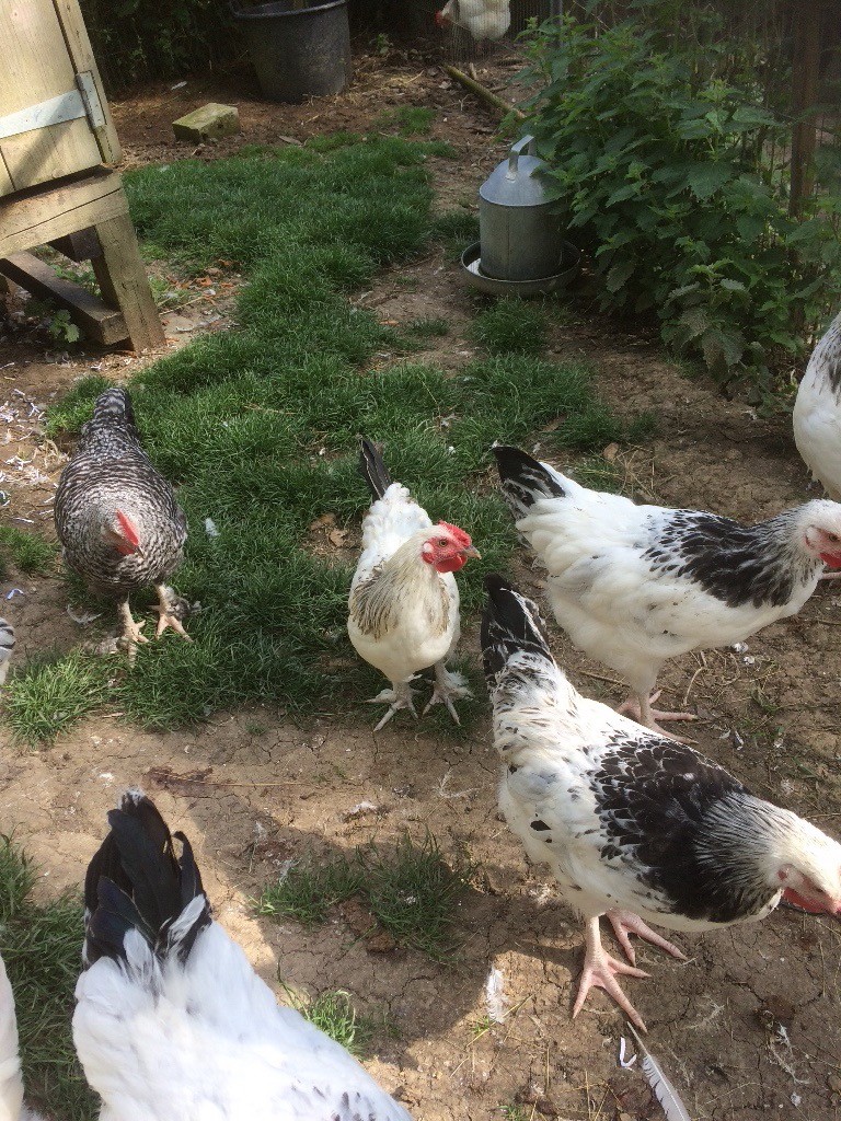 Chickens for sale in Haslemere, Surrey Gumtree