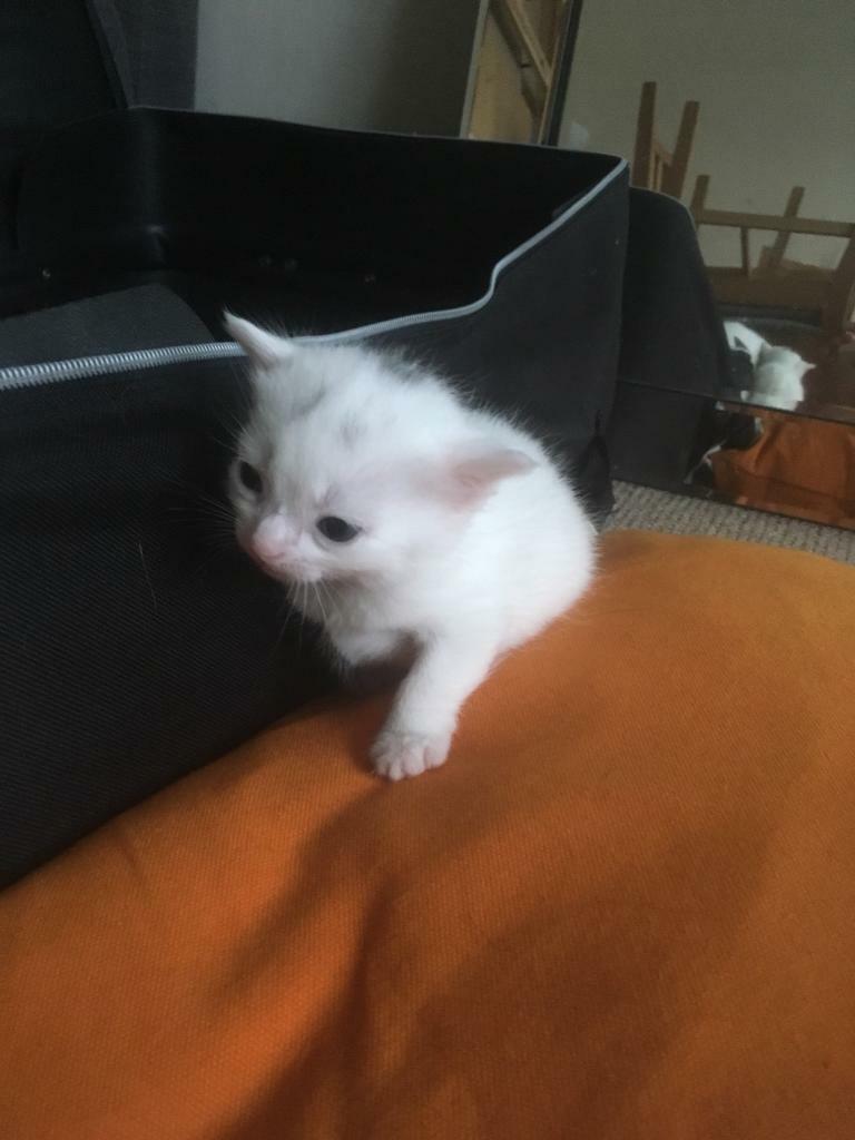 One Adorable White Kitten For Sale in Southwell, Nottinghamshire