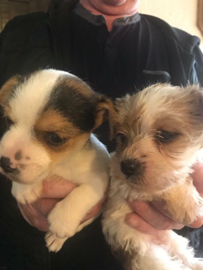 Cute Chorkie Pups In Tipton West Midlands Gumtree