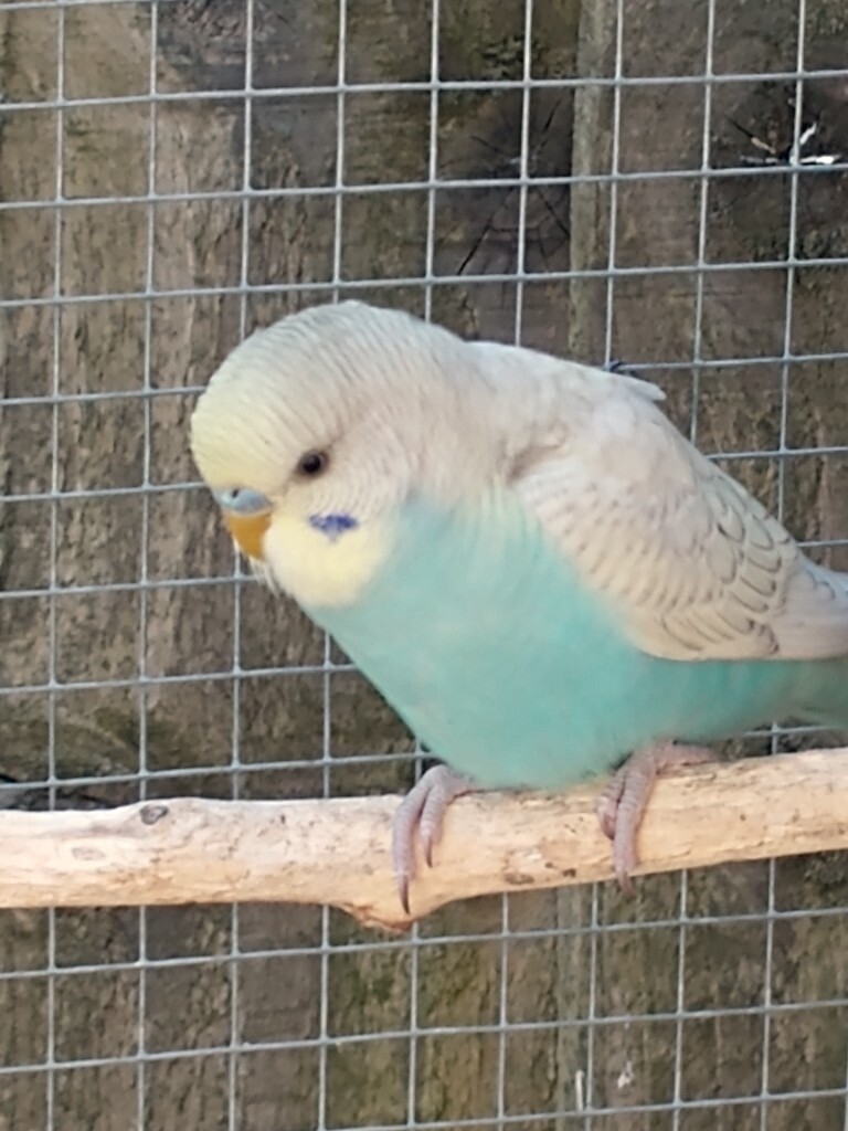Beautiful Baby Budgies for sale in Witney, Oxfordshire Gumtree