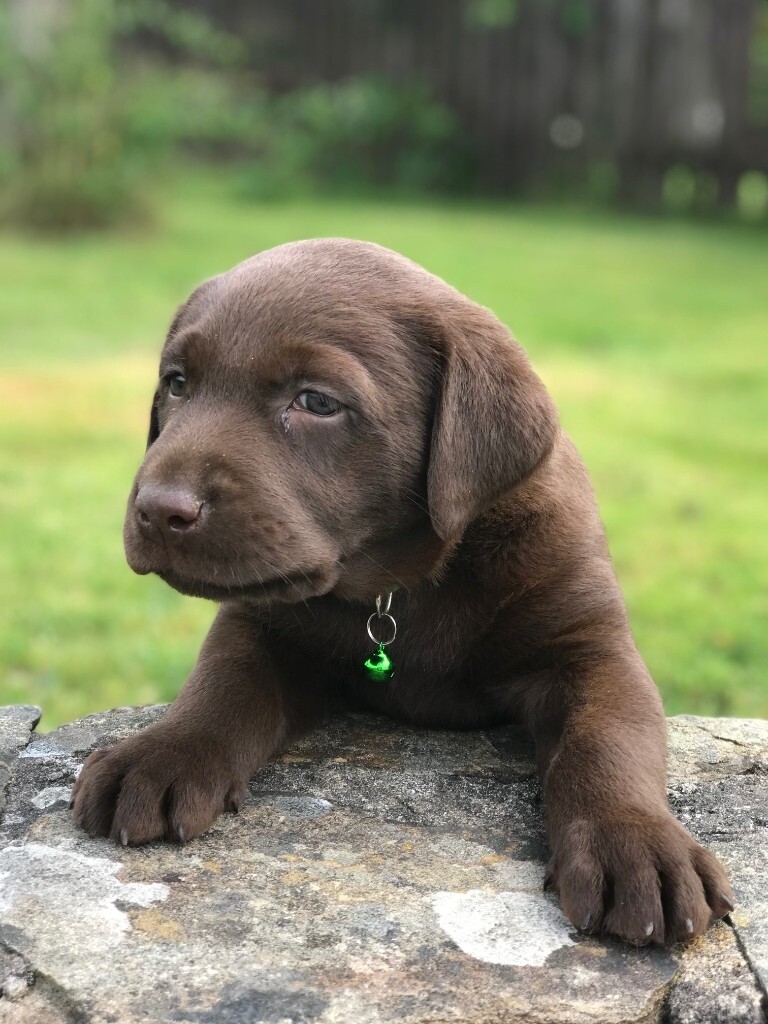 Lovable Chocolate and Black Labrador Puppies | in Carmarthen