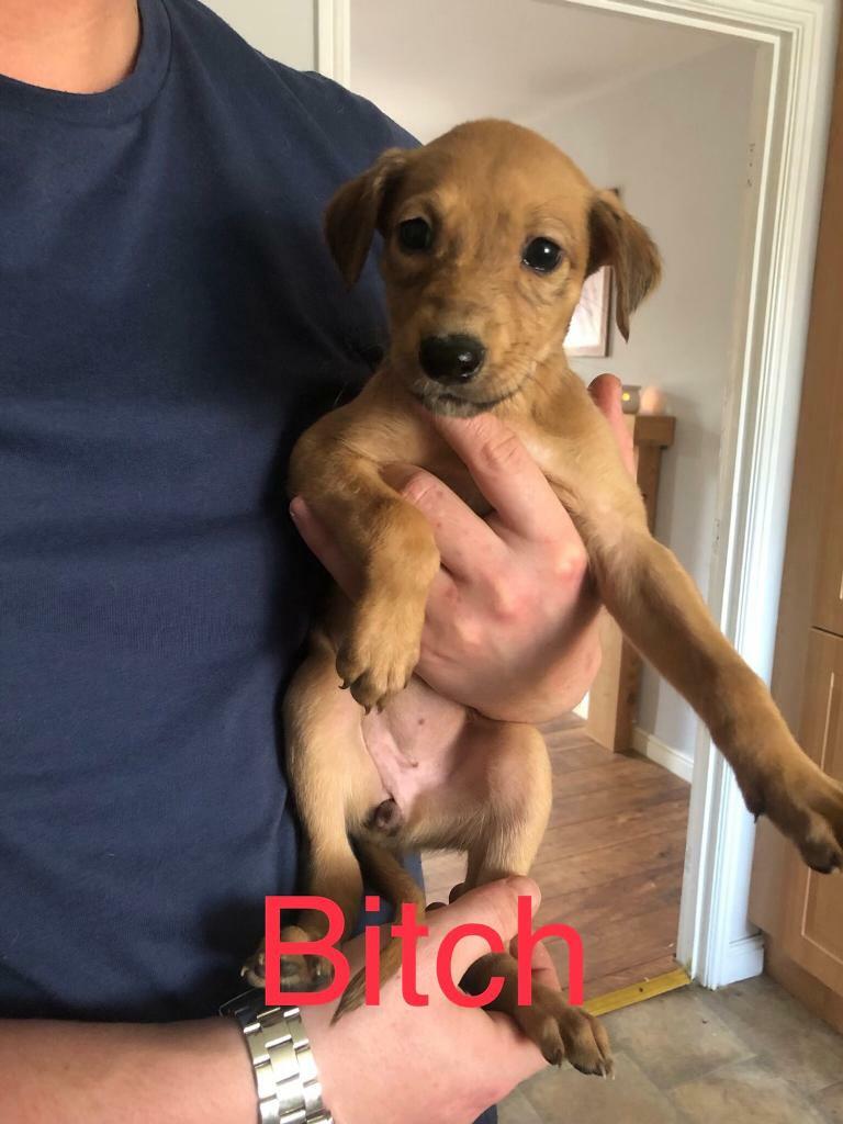 Saluki x greyhound puppies in Darlington, County Durham Gumtree