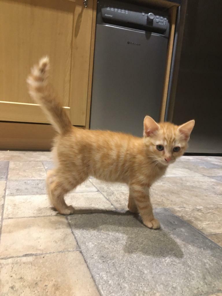 Ginger Kitten in Inverness, Highland Gumtree