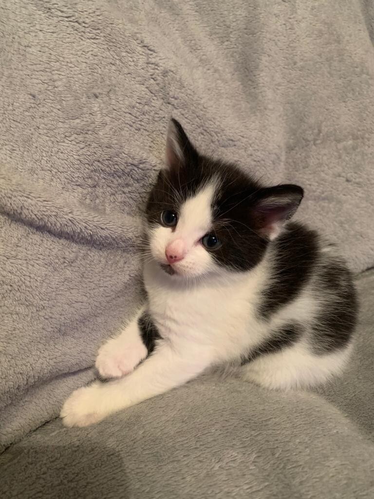 Kitten for sale in Glenrothes, Fife Gumtree
