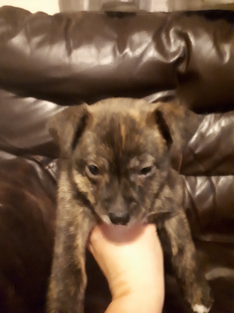 Staffie cross Pomeranian puppies in Rotherham, South