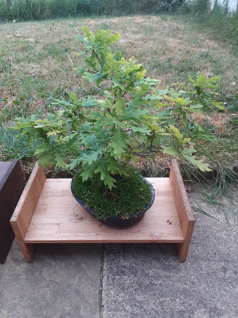 English oak bonsai tree in Hucknall, Nottinghamshire Gumtree
