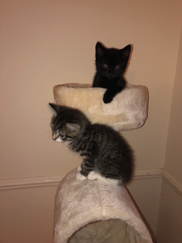 Last Boy Left Half Russian Blue Kitten In Enfield London Gumtree