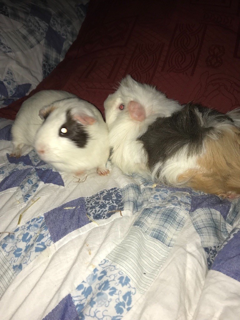 X2 friendly male guinea pig - 1 year old - indoor & outdoor cages