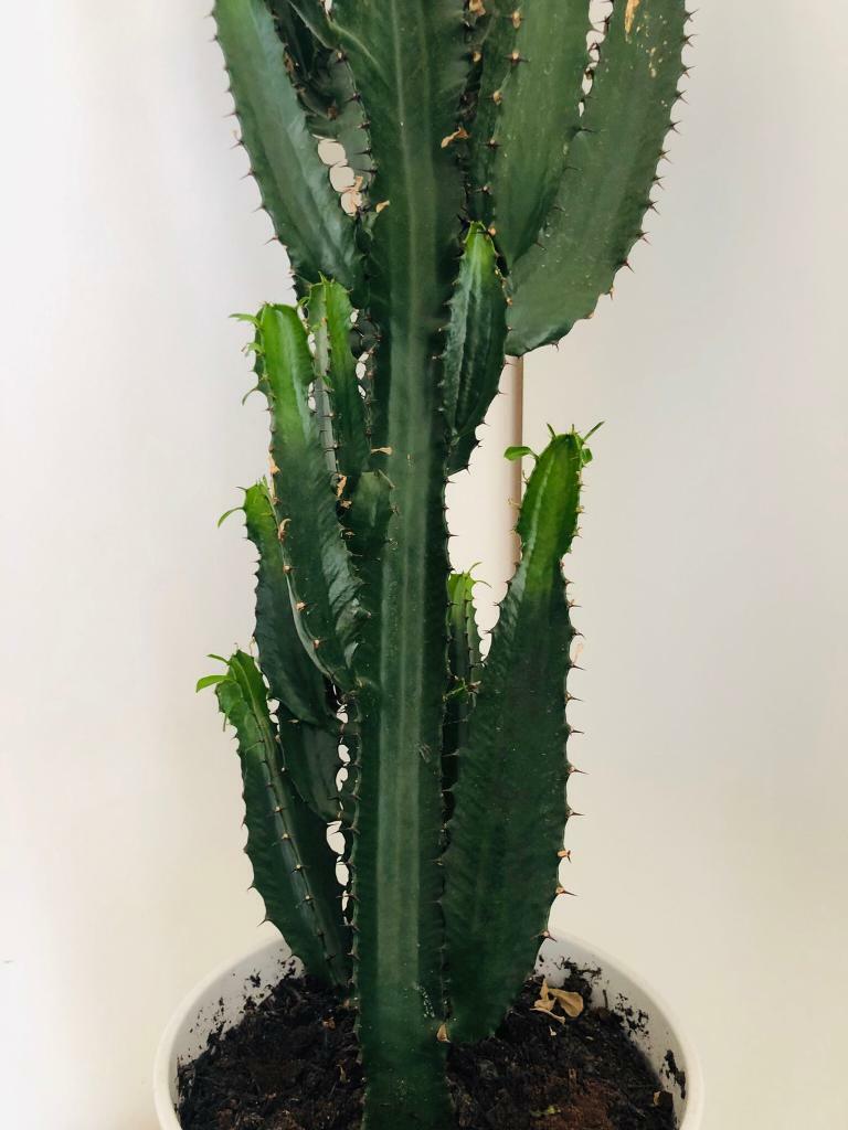 Tall Candelabra Cactus (125 cm inclusive of pot) in Earls Court