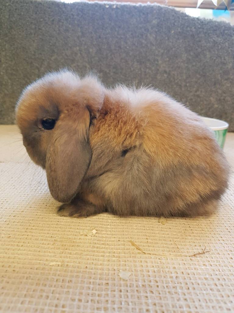 Sooty fawn mini lop babies in Hull, East Yorkshire Gumtree