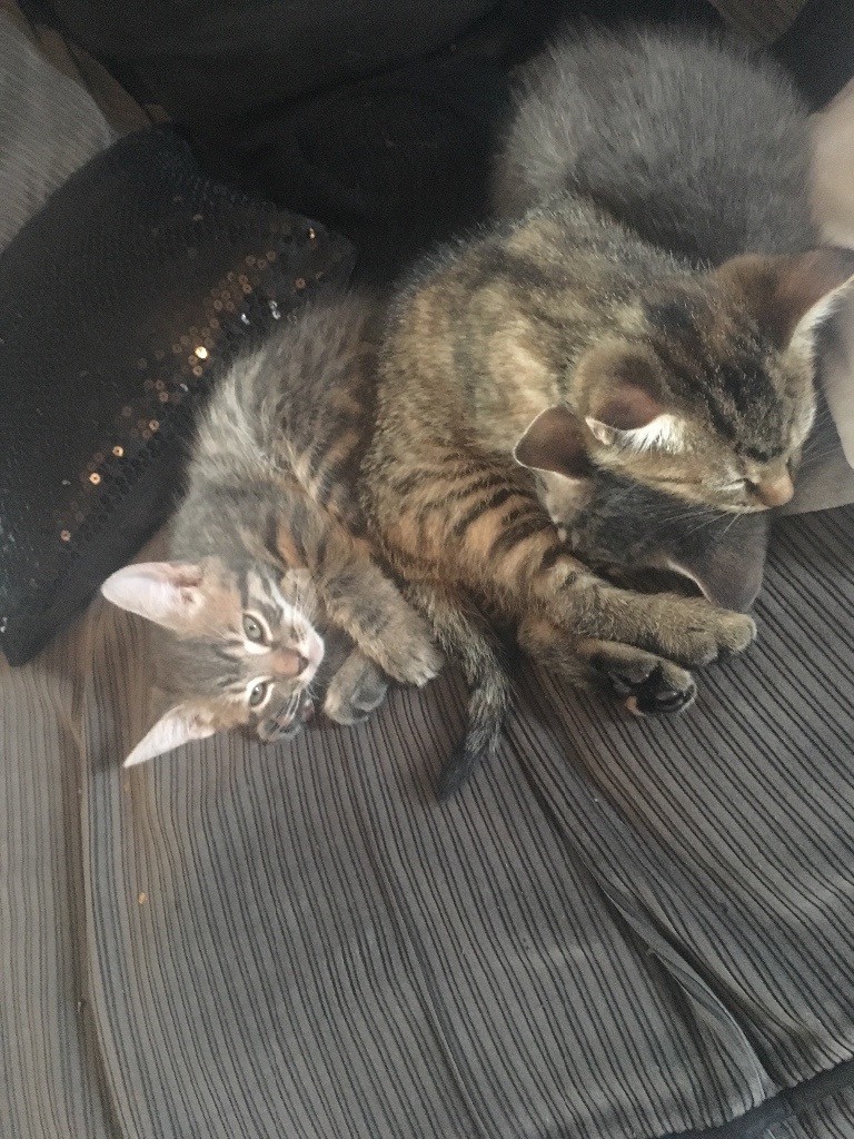3 grey kittens looking for a living home in Falkirk Gumtree