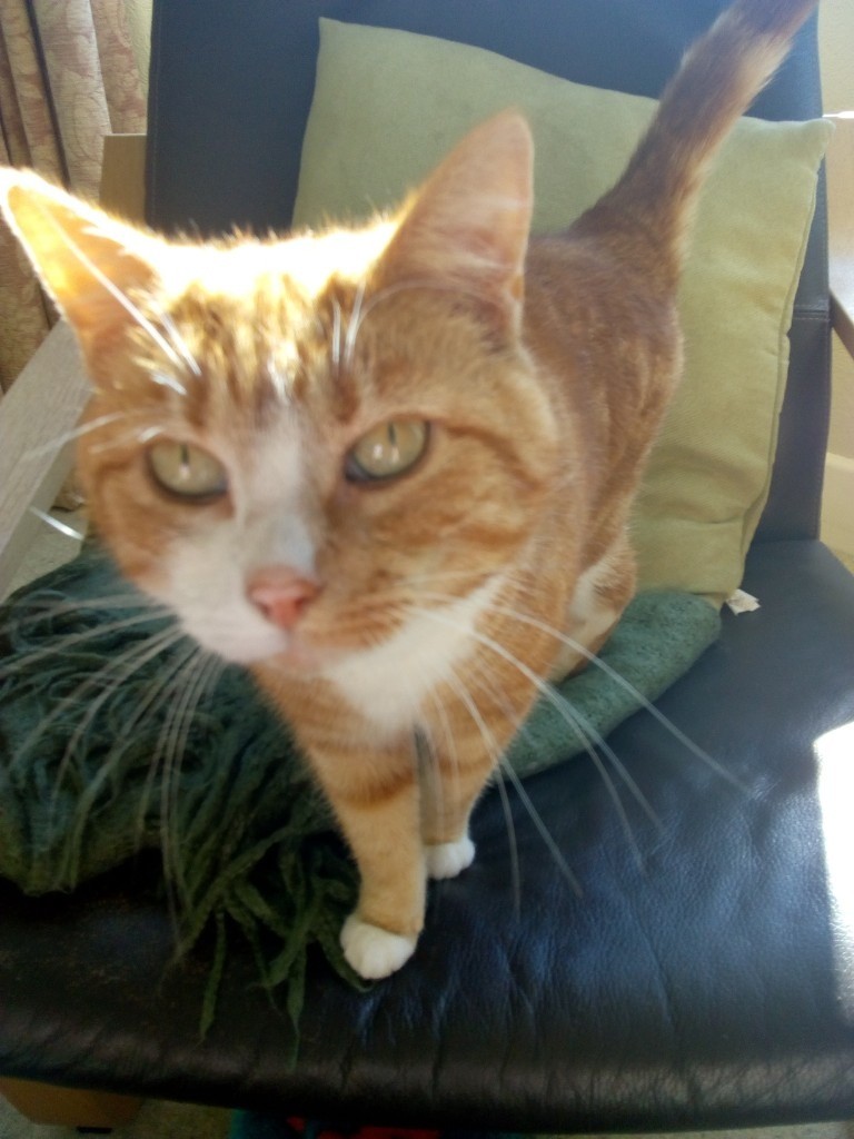 2 ginger cats in need of a good home in Huddersfield, West Yorkshire