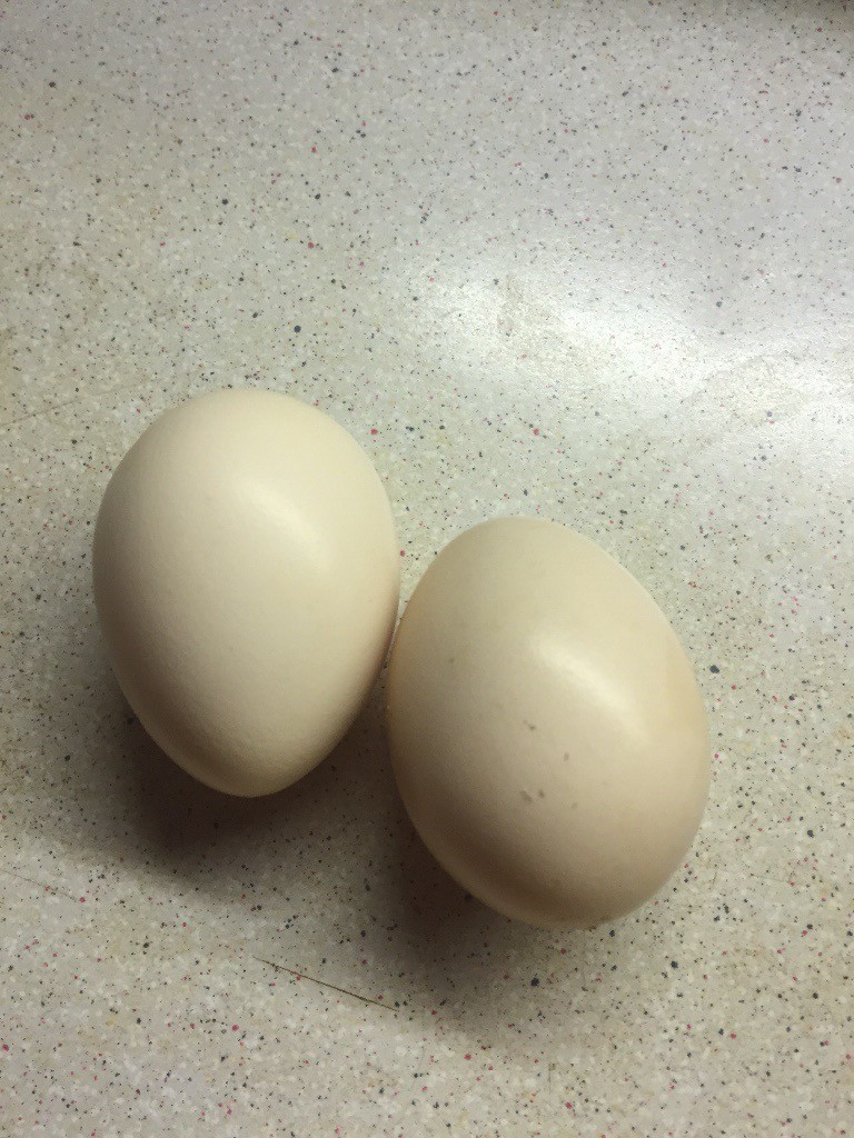 Fertile chicken eggs for sale in Hanham, Bristol Gumtree