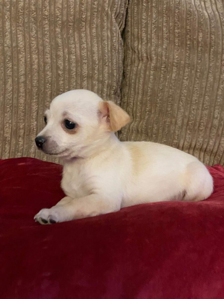 Short haired beautiful chihuahua puppy in Cwmbran, Torfaen Gumtree